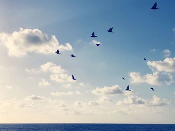 Low angle view of birds flying over sea against sky