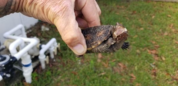 High angle view of hands holding baby snapping turtle 