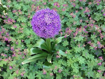 Close-up of purple flowers blooming outdoors