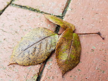 High angle view of insect on rock