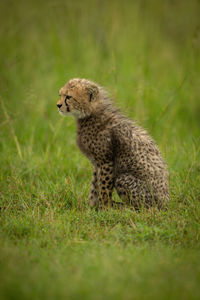 View of cat on field