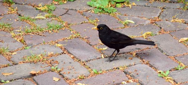 High angle view of bird perching on ground