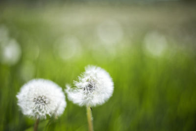 Close-up of dandelion