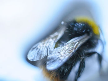 Close-up of fly