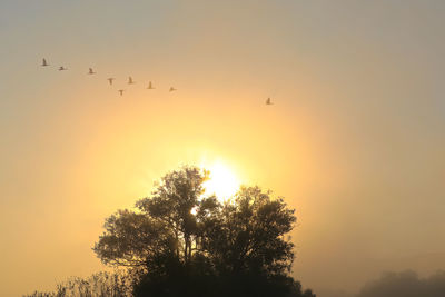 Low angle view of silhouette birds flying against sky during sunset