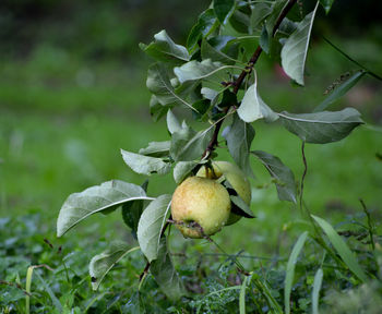 Close-up of fruit growing on plant