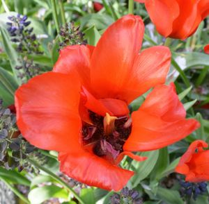 Close-up of red flower