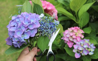 Close-up of hand cutting purple flowering plant from garden