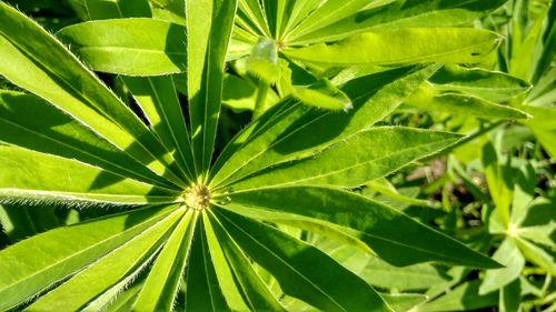 Close-up of green leaves