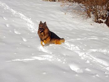 Dog looking away