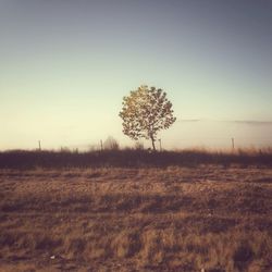 Scenic view of grassy field