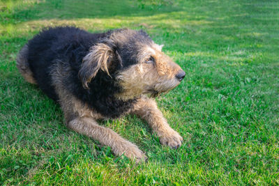 Dog relaxing on field