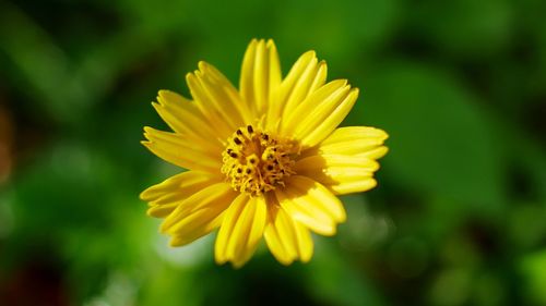 Close-up of yellow flower