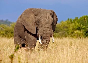 Elephant on grassy field at tarangire national park