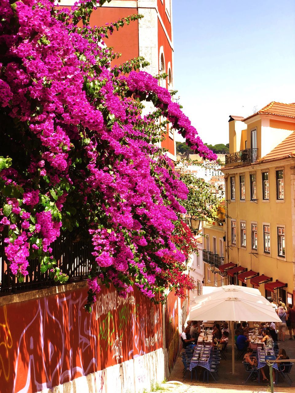 PINK FLOWERING PLANTS BY BUILDING IN CITY