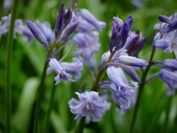 Close-up of purple flowering plant