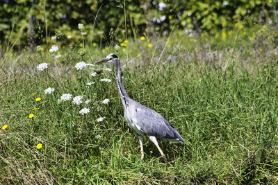 View of a bird on field