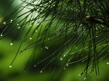 Close-up of water drops on plants