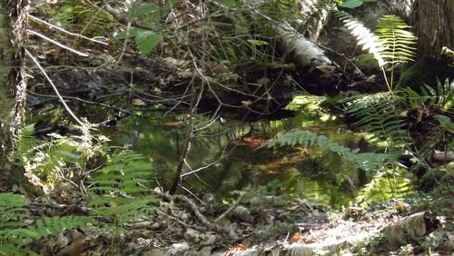 Trees growing in forest