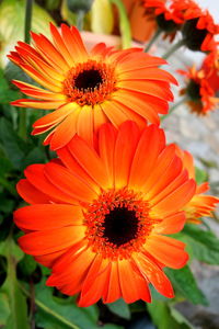 Close-up of orange daisy