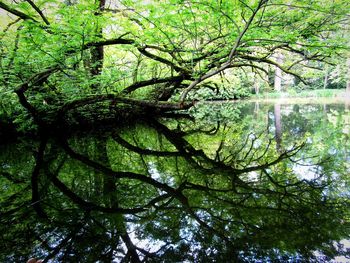 Low angle view of tree in forest