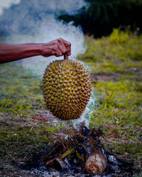 Close-up of hand holding fruit on field