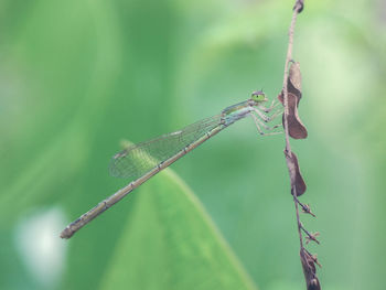 Close-up of damselfly on plant