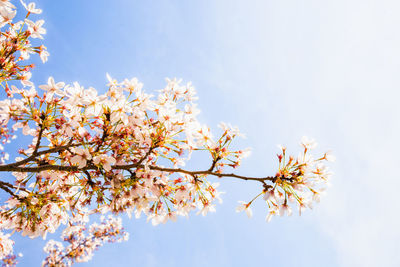 Low angle view of cherry blossoms against sky