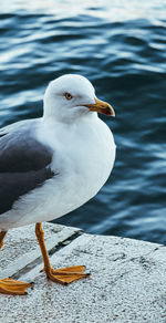 Close-up of seagull