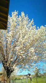 Low angle view of white flowers against blue sky