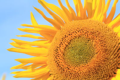 Close-up of sunflower