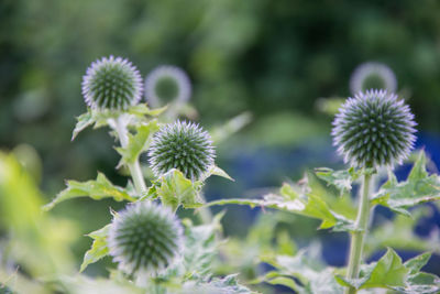 Close-up of spiky flowers blooming on field