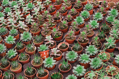 High angle view of potted plants