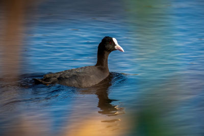 Duck swimming in lake