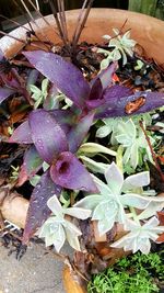 High angle view of purple flowers