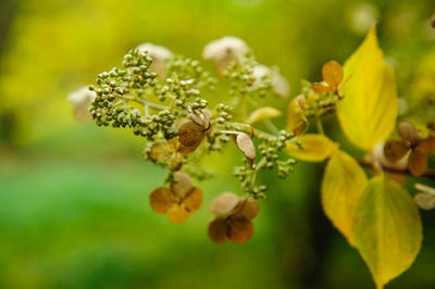 Close-up of white flowering plant