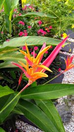 Close-up of flowers blooming outdoors