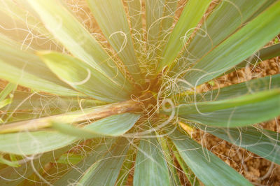 Full frame shot of succulent plant