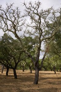 Trees on field against sky