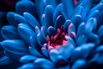 Close-up of purple flowering plant