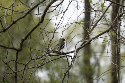 Bird perching on a tree