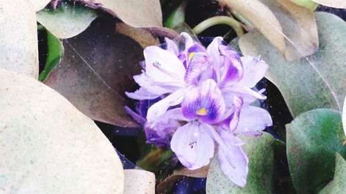 Close-up of purple flowers