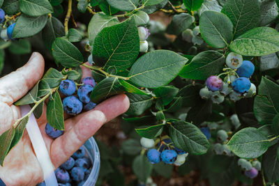 Close-up of hand holding berries