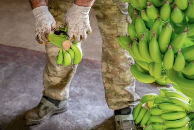 Man in work gloves sorts of green bananas. preparation of bananas for wholesale.. close-up.