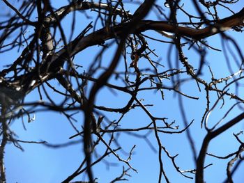 Low angle view of branches against clear blue sky