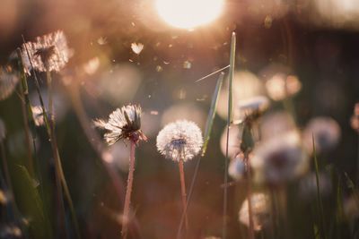 Close-up of dandelion flower