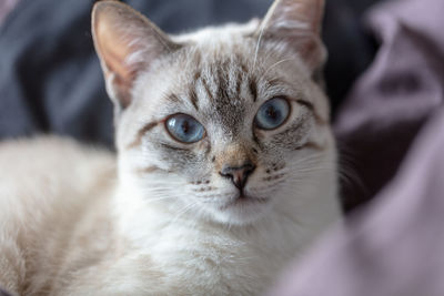Close-up portrait of cat