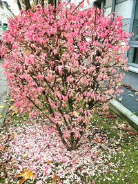 Close-up of pink flowers on tree