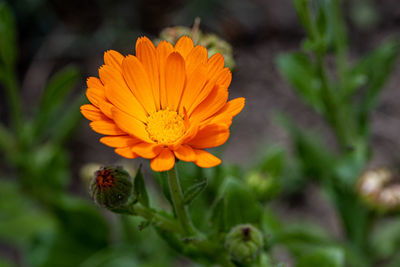 Close-up of orange flower