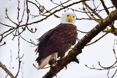 Low angle view of bald eagle perching on tree